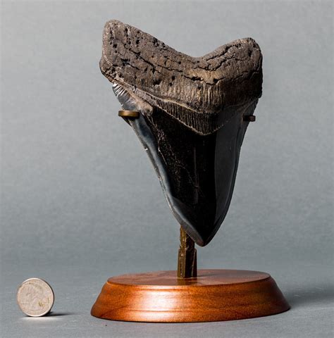 <b>Sale</b> F4126 Giant <b>Museum</b> <b>Quality</b> Jet-Black <b>Megalodon</b> Shark Tooth. . Museum quality megalodon teeth for sale